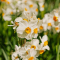 Narzisse, Narcissus 'Geranium'