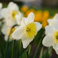 Narzisse, Narcissus 'Ice Follies'