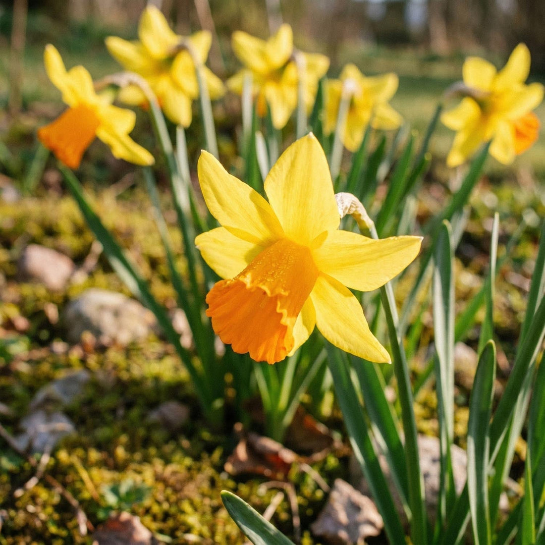 Narzisse, Narcissus 'Jetfire'