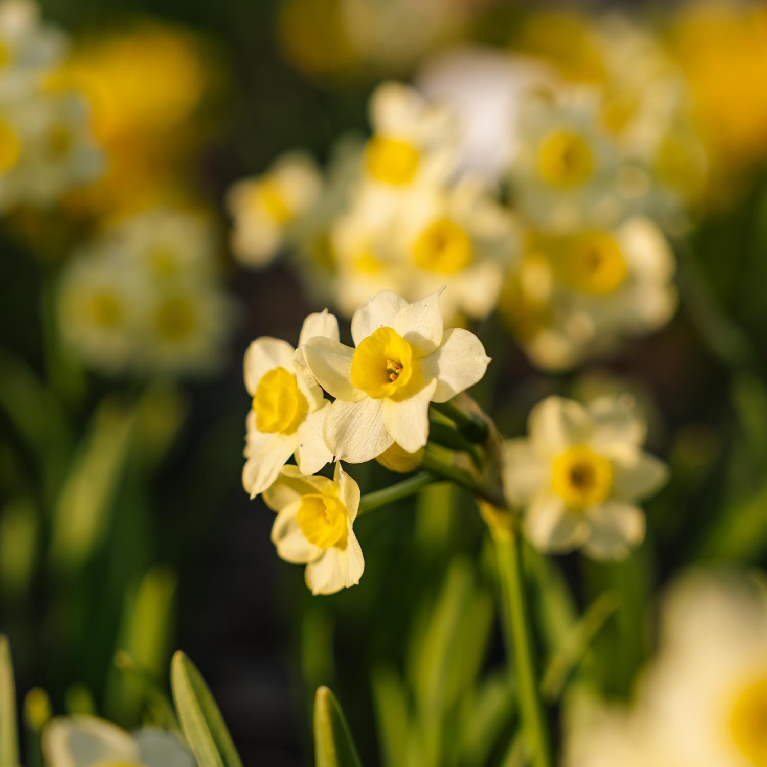 Narzisse, Narcissus 'Minnow'