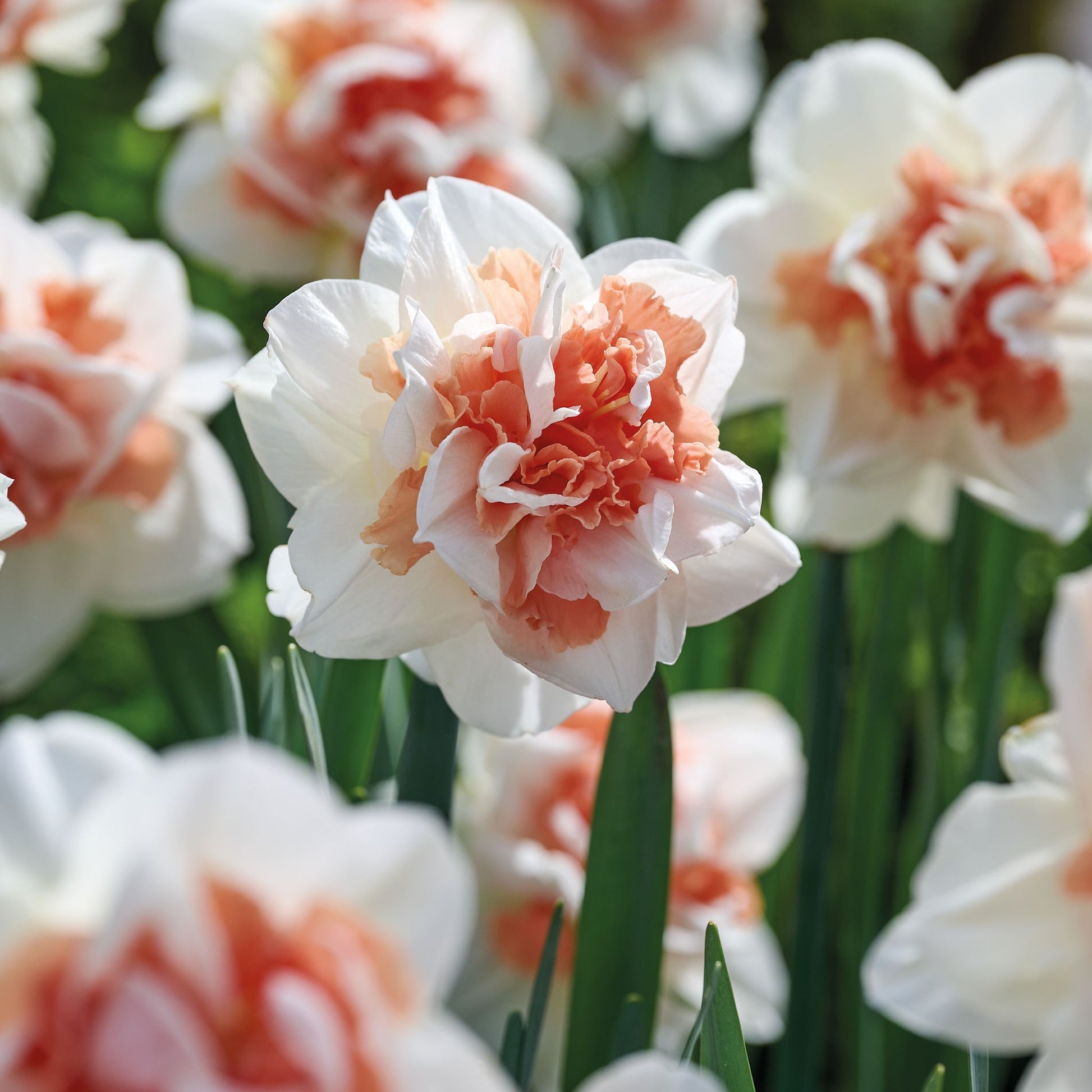 Narzisse, Narcissus 'My Story'