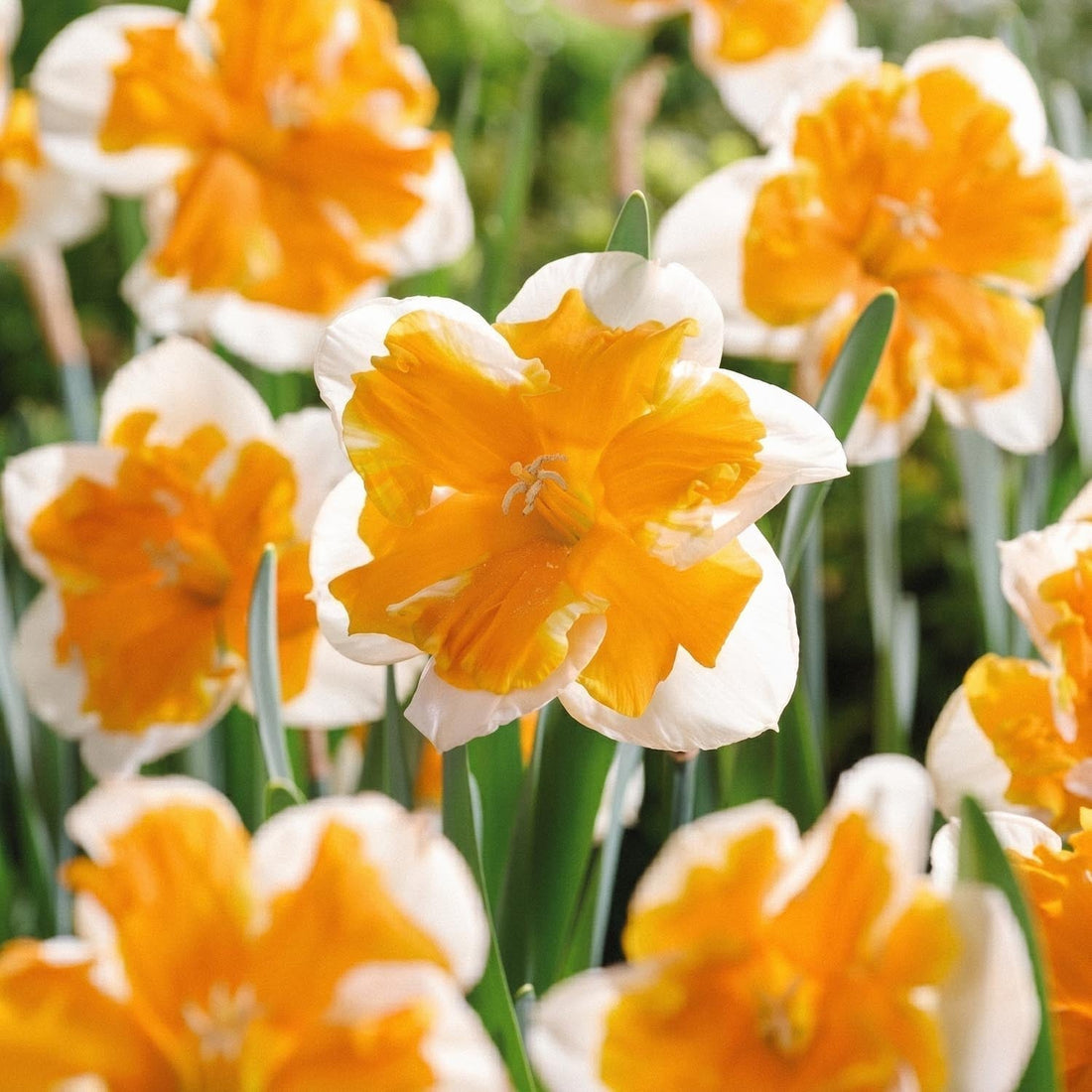 Narzisse, Narcissus 'Orangery'