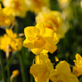 Narzisse, Narcissus 'Quail'