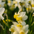 Narzisse, Narcissus 'Sail Boat'