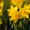 Narzisse, Narcissus 'Sweetness'