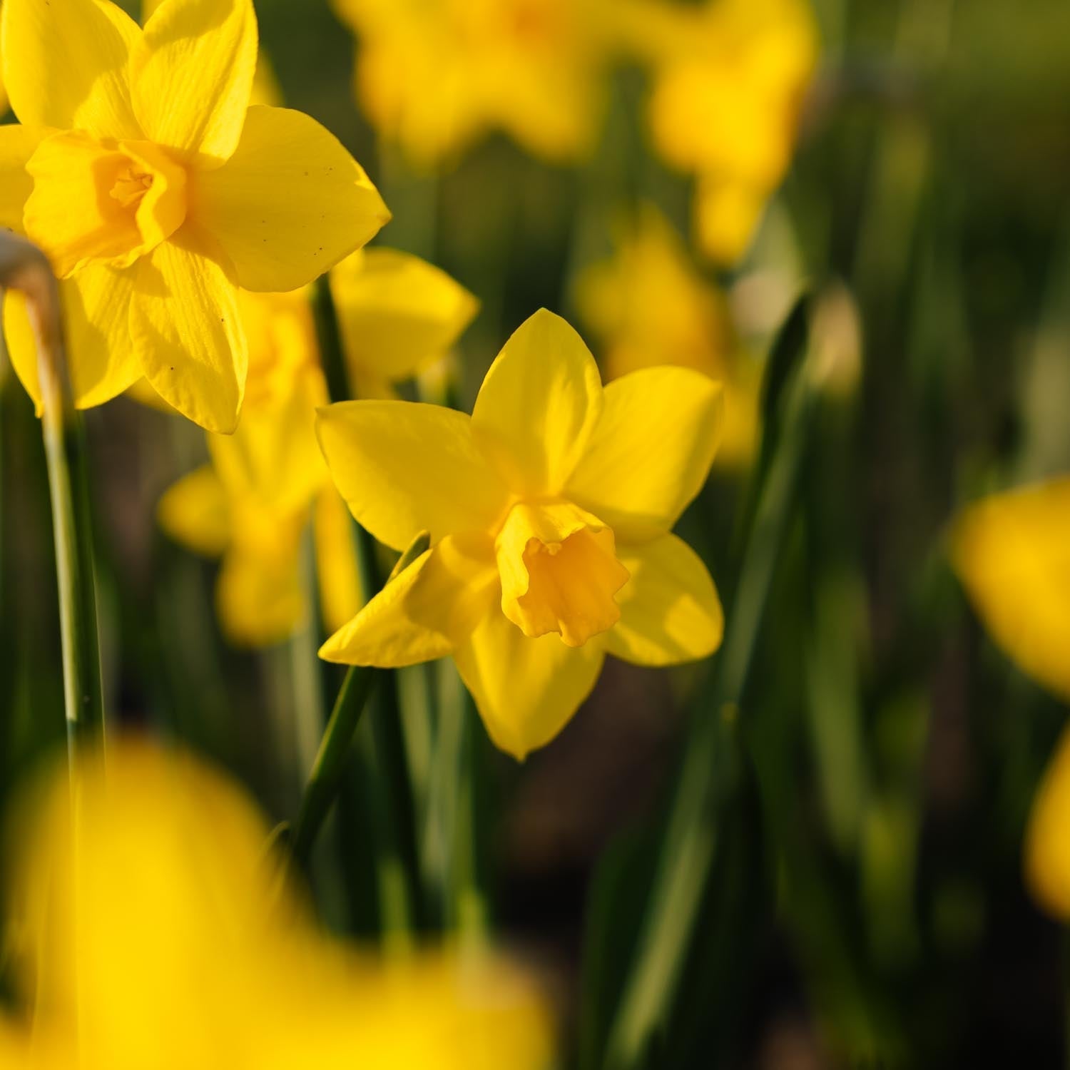 Narzisse, Narcissus 'Sweetness'