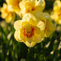 Narzisse, Narcissus 'Tahiti'