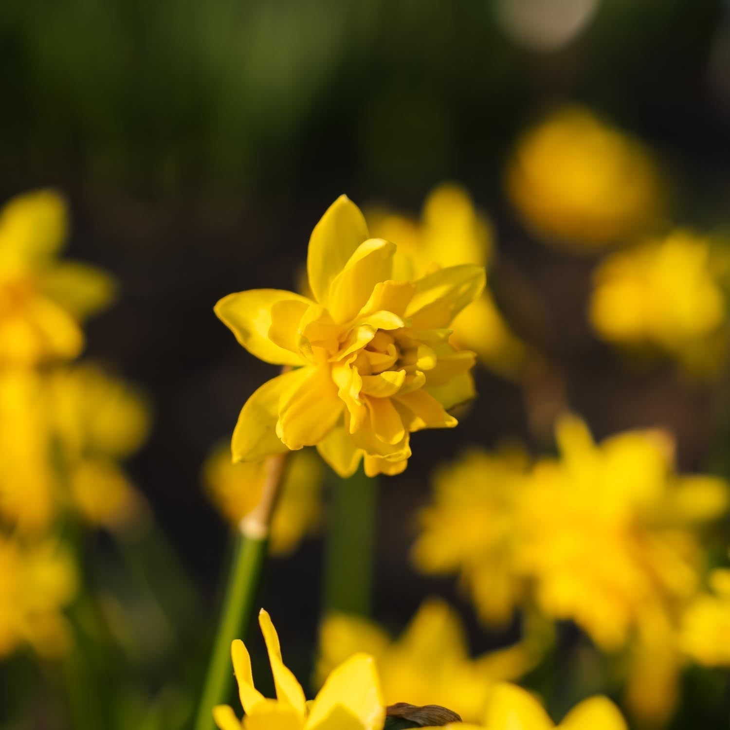 Narzisse, Narcissus 'Tete Boucle'
