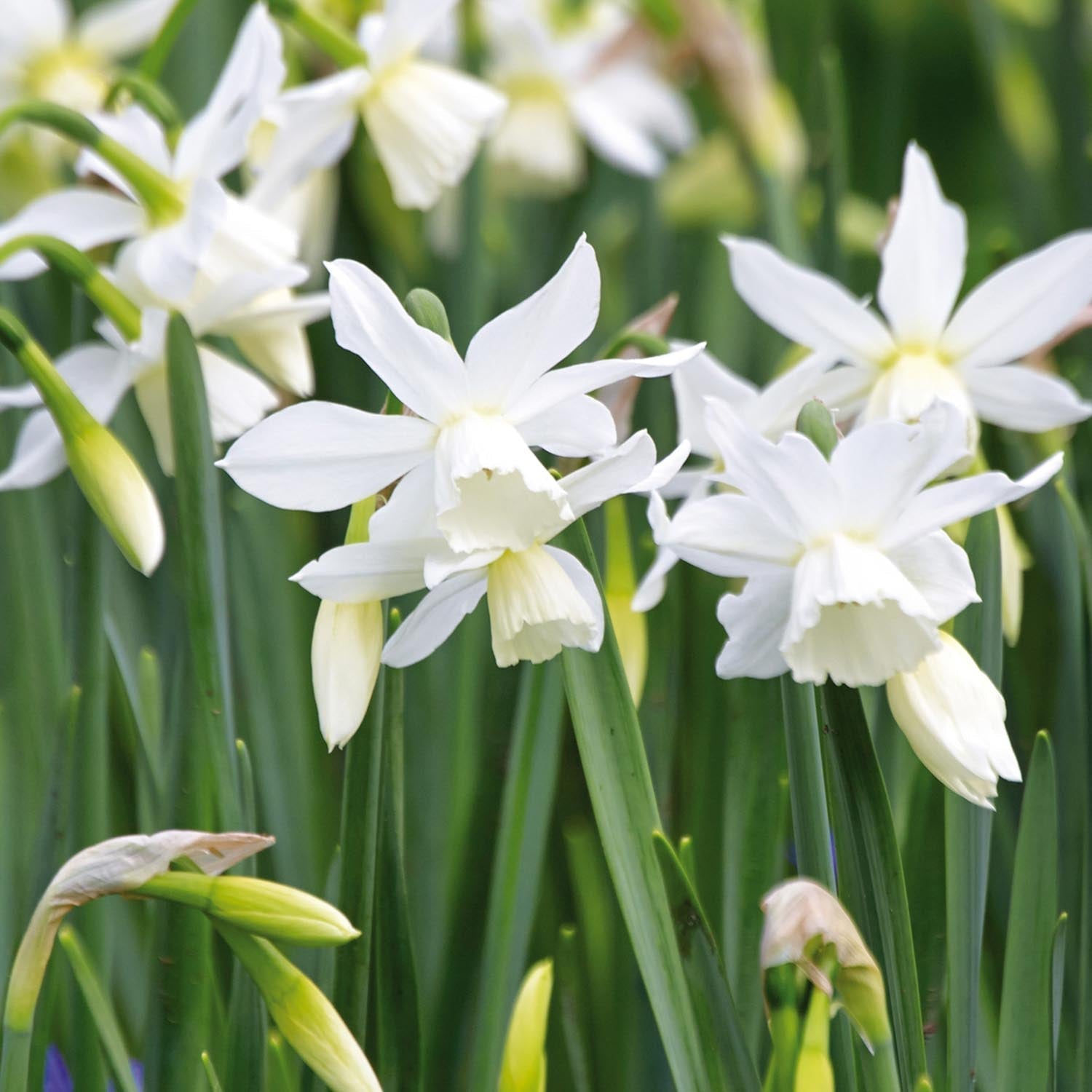 Narzisse, Narcissus 'Thalia'