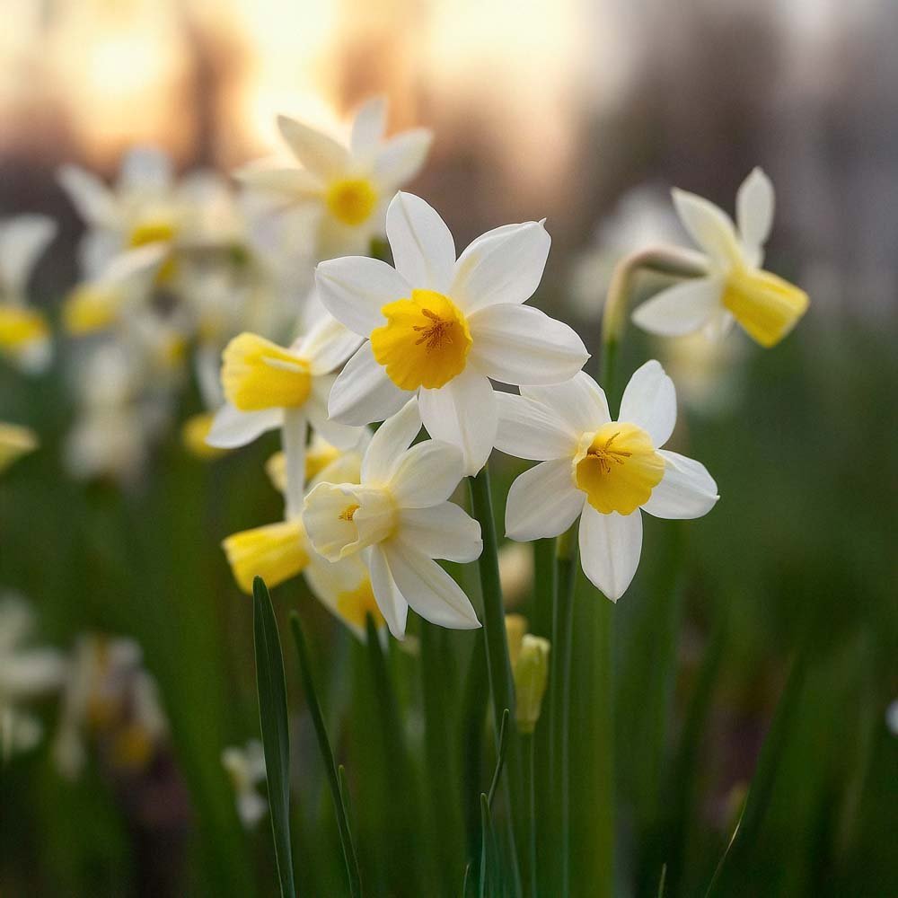 Narzisse 'Sail Boat'