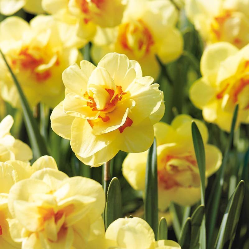 Narzisse 'Tahiti'