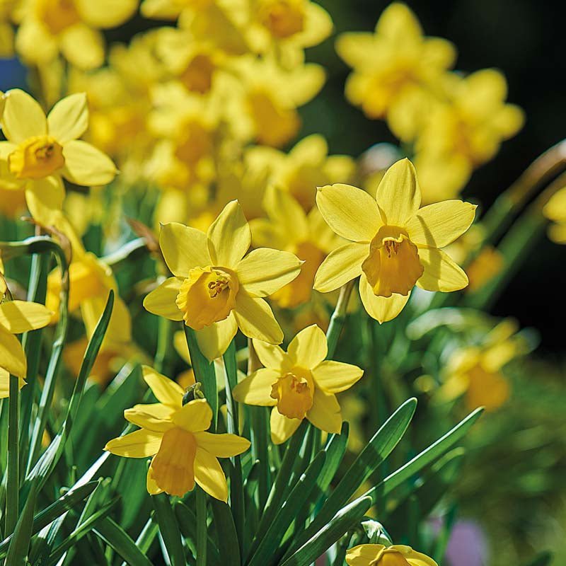 Narzisse 'Tete á Tete'