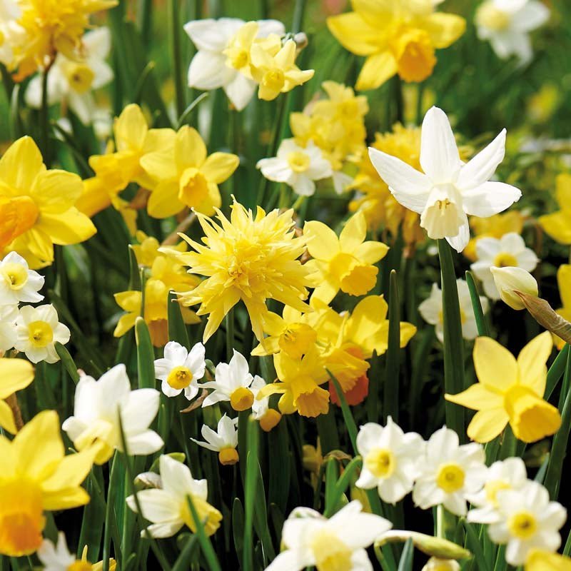 Narzissenmischung 'Botanisk Mix'