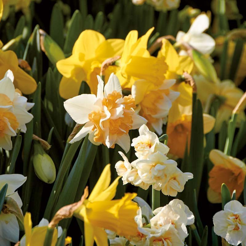 Narzissenmischung 'Mixed'