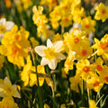 Narzissenmischung 'Multiflora Mix'