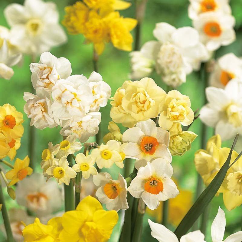 Narzissenmischung 'Multiflora Mix'