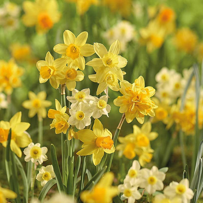 Narzissenmischung 'Rockery Mixed'