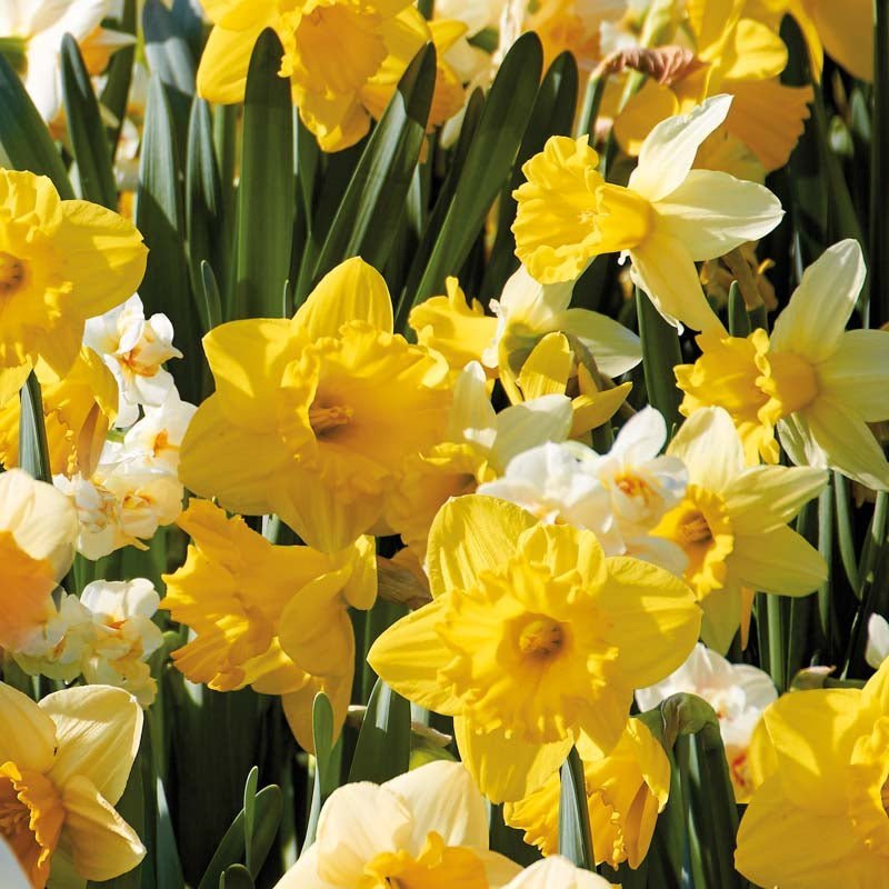 Narzissenmischung 'Storkronet Mix'
