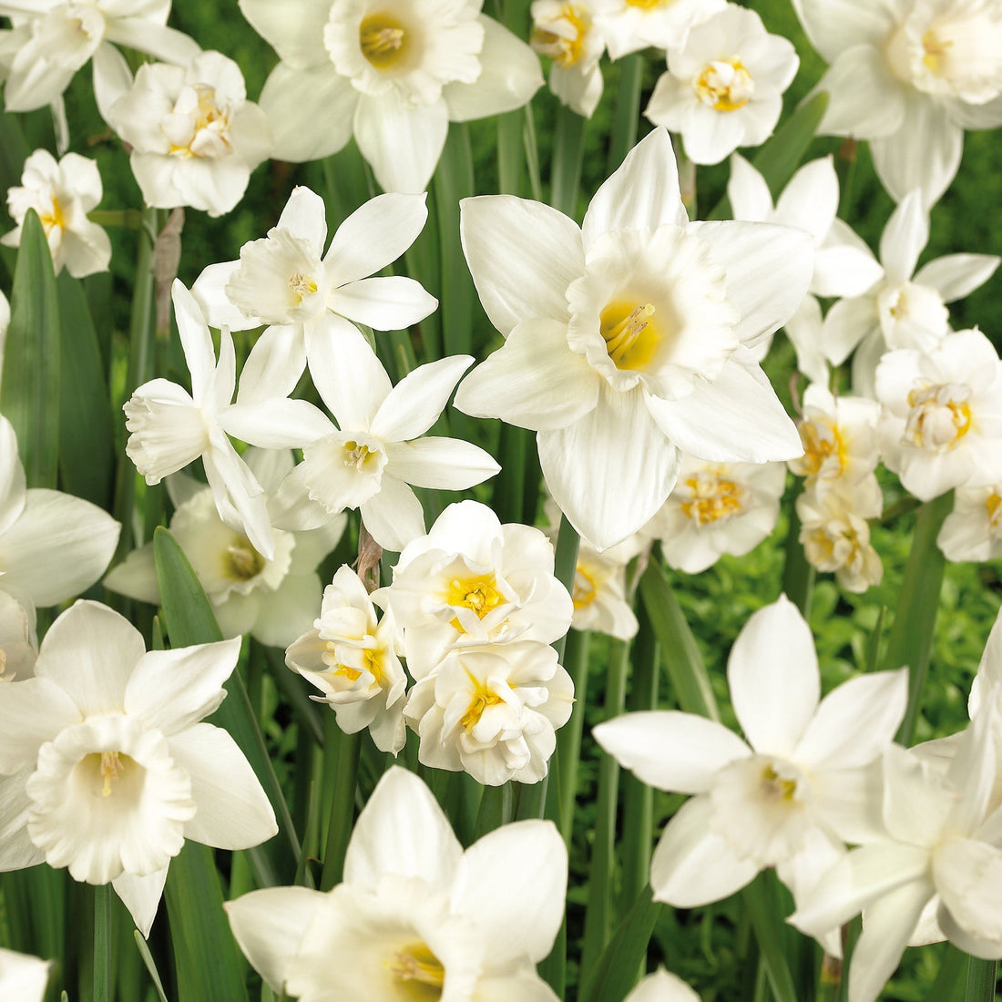 Narzissenmischung 'White Mixed'