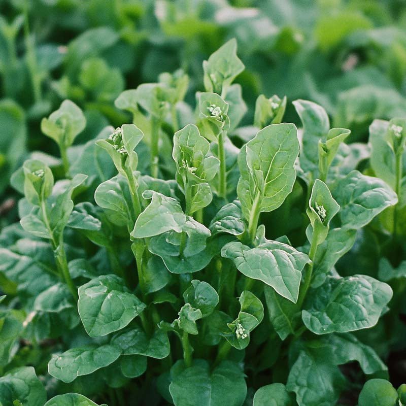 Neuseeländische Spinat Samen - 75 Biosamen