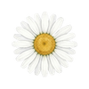 Blumensamen
