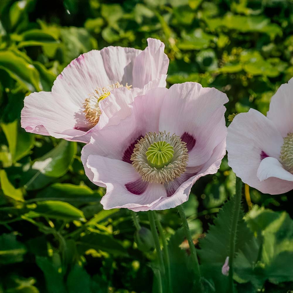 Opiumsvalmue frø 'White' - 400 Økologiske Frø