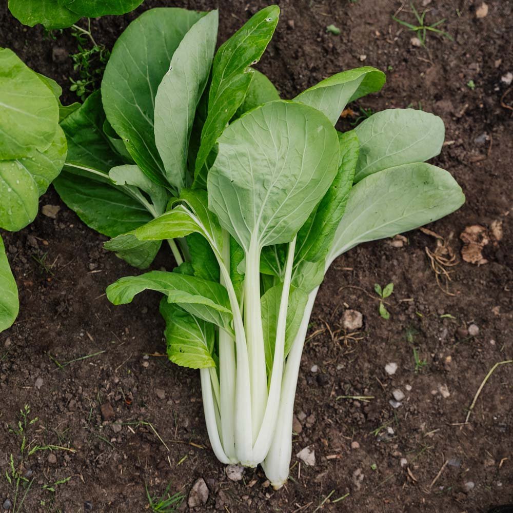Pak Choi Samen 'Taisai' - 50 Biosamen