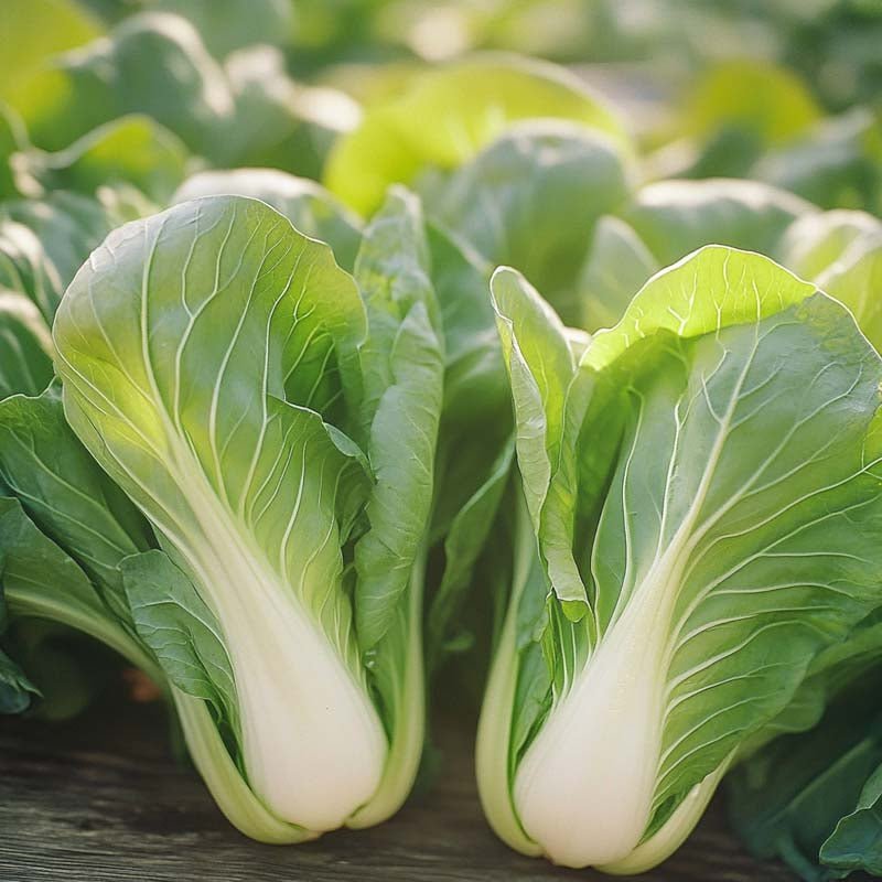 Pak Choi Samen 'Yorokobi' - 50 Biosamen