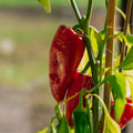 Paprika Samen 'Jubilandska' - 10 Biosamen