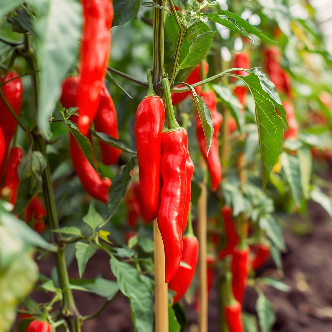 Paprika Samen 'Xaro' - 5 Biosamen