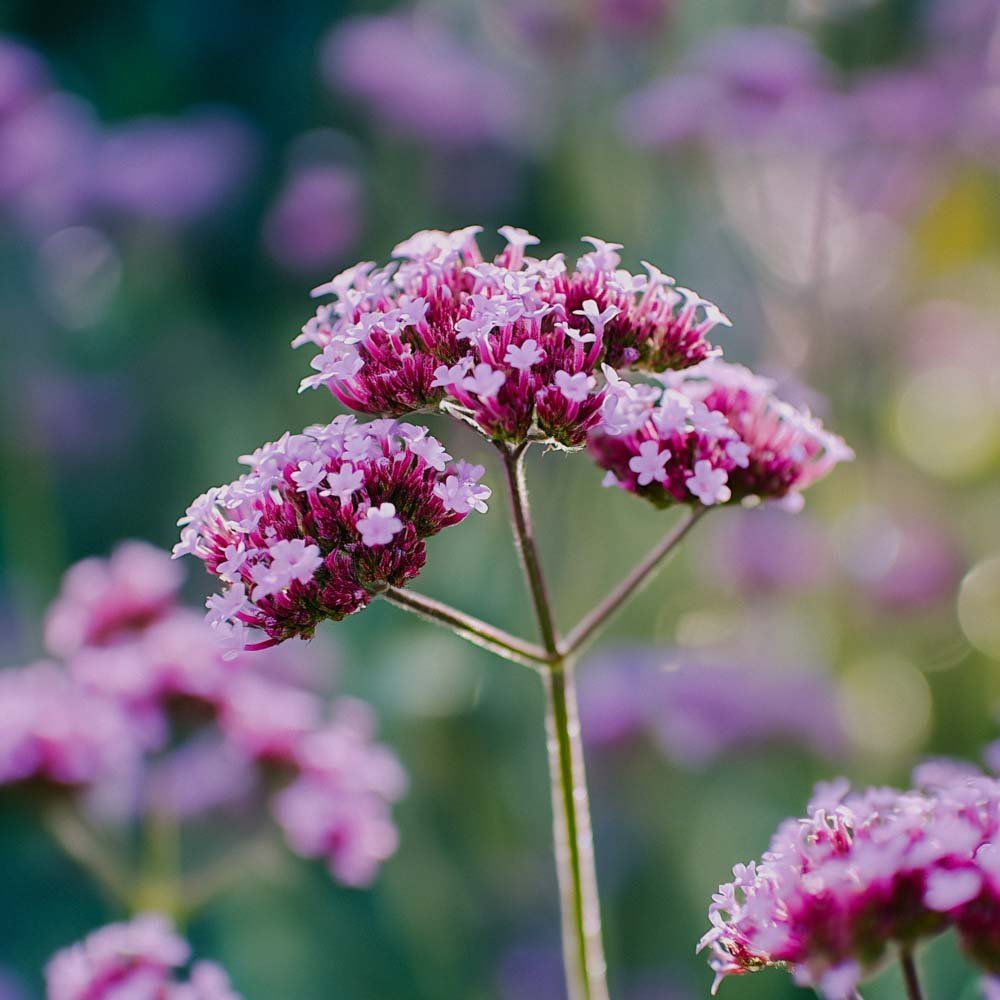 Patagonisches Eisenkraut Samen - 50 Biosamen