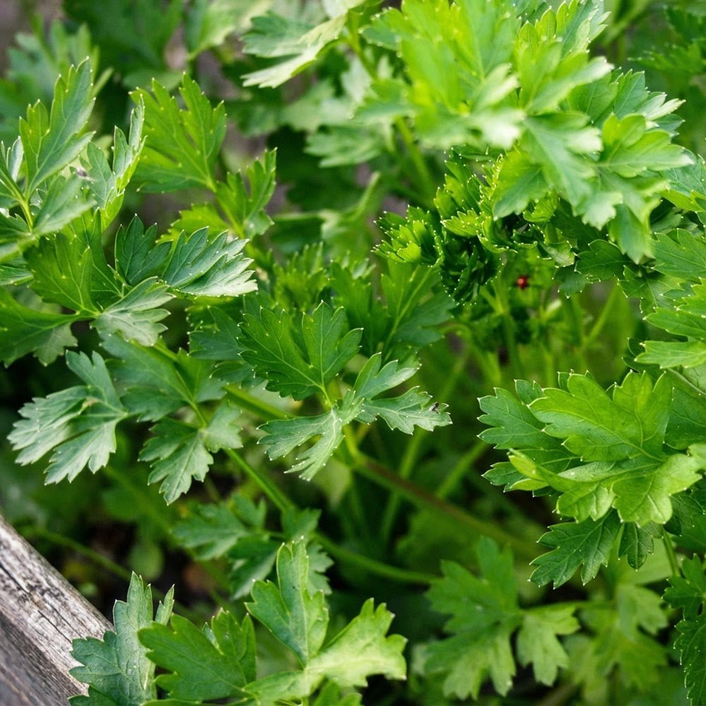 Petersiliensamen 'Comun 3' - 200 Biosamen