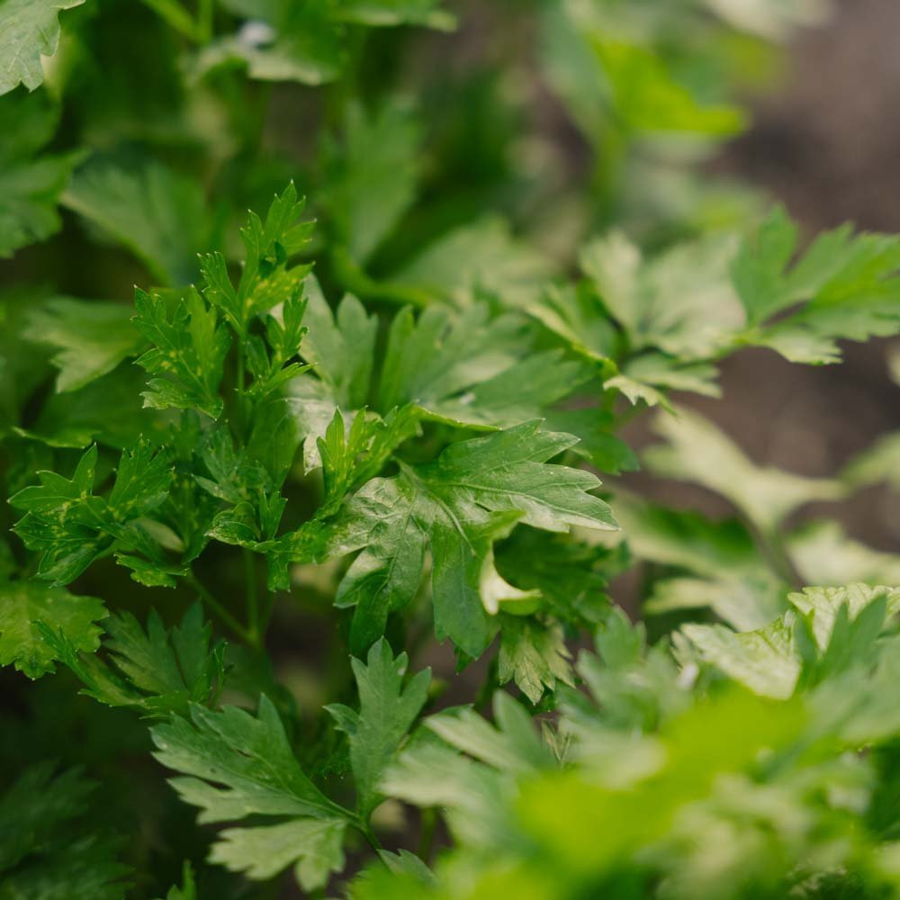 Petersiliensamen 'Giant of Italy' - 200 Biosamen