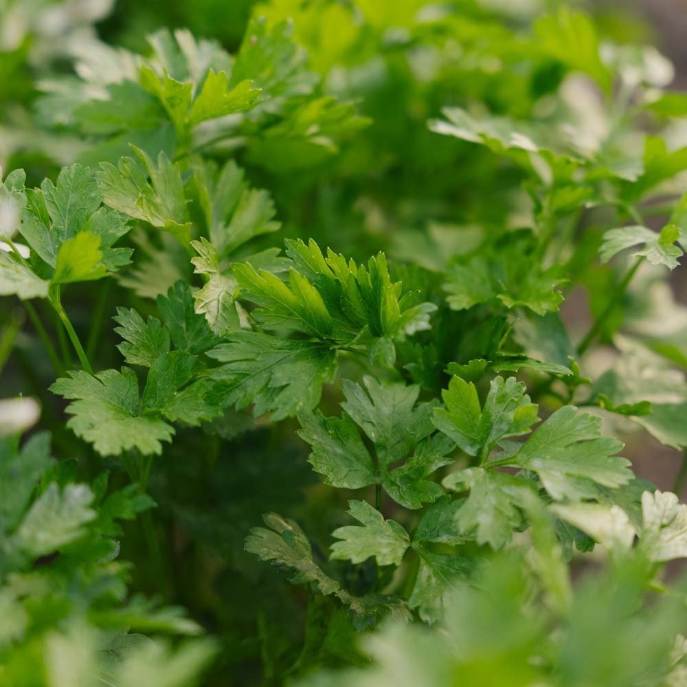 Petersiliensamen 'Giant of Italy' - 200 Biosamen