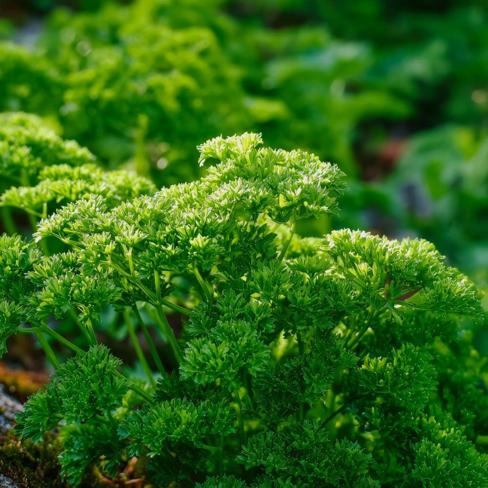 Petersiliensamen 'Moss Curled 2' - 200 Biosamen