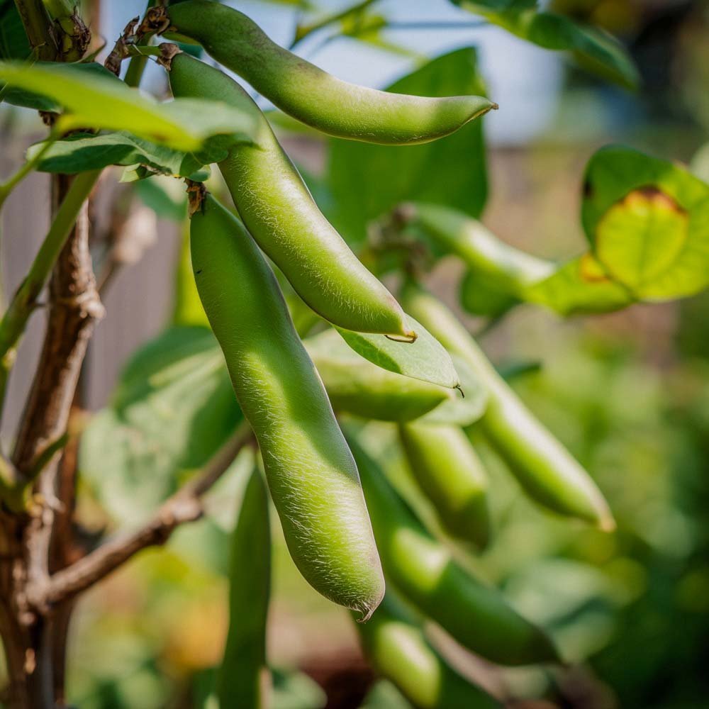 Pferdebohnen Samen 'Eleonora' - 5 Biosamen