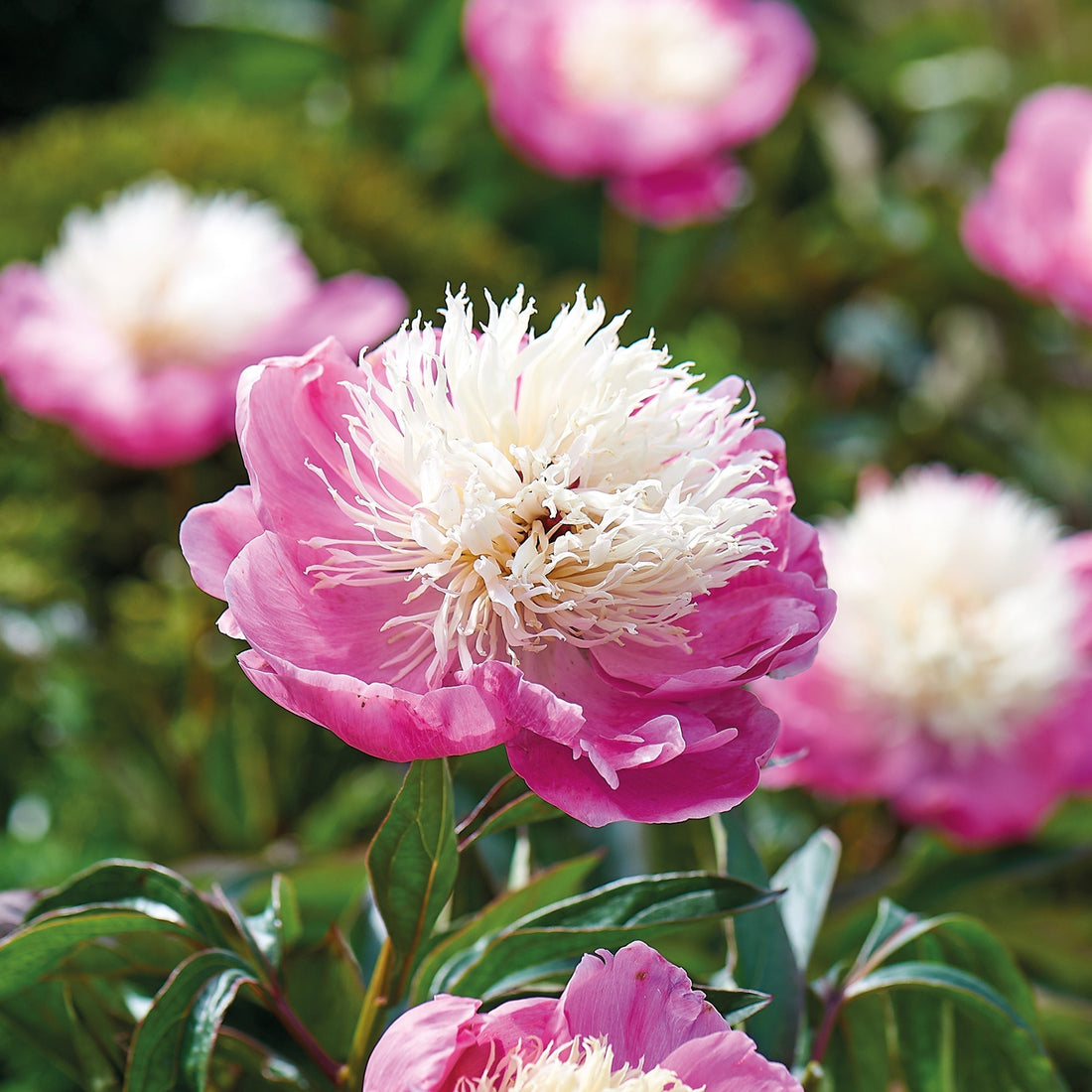 Pfingstrose 'Bowl of Beauty'