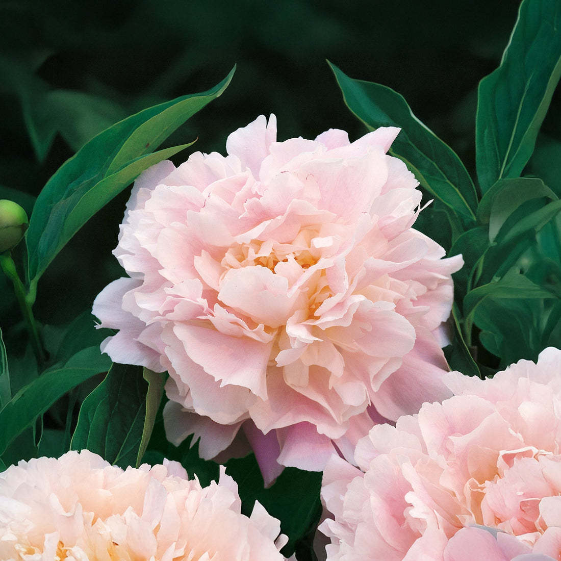 Pfingstrose 'Catherina Fontijn'