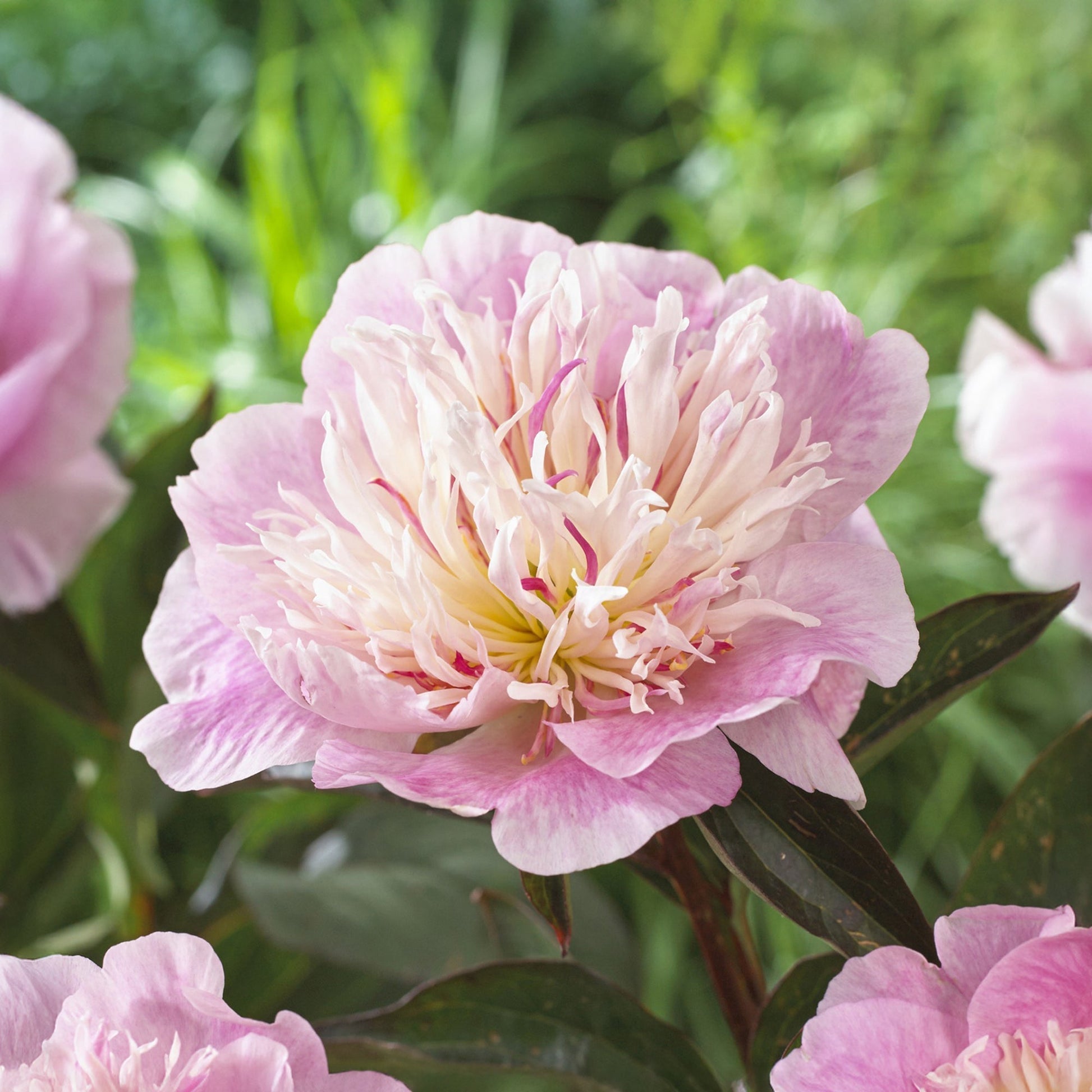 Pfingstrose 'Do Tell'