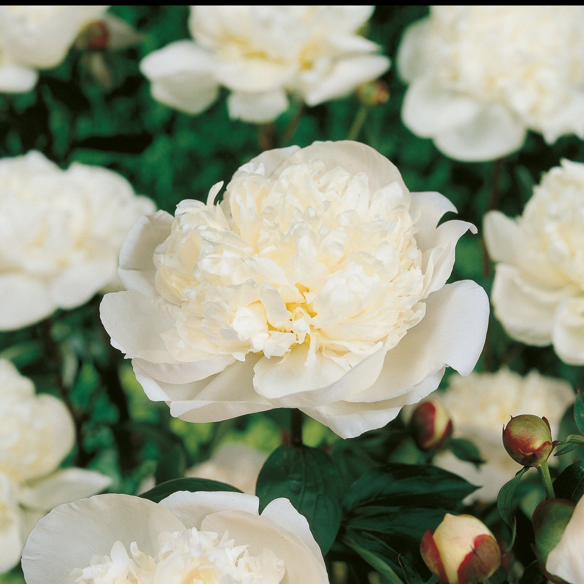 Pfingstrose 'Immaculée'