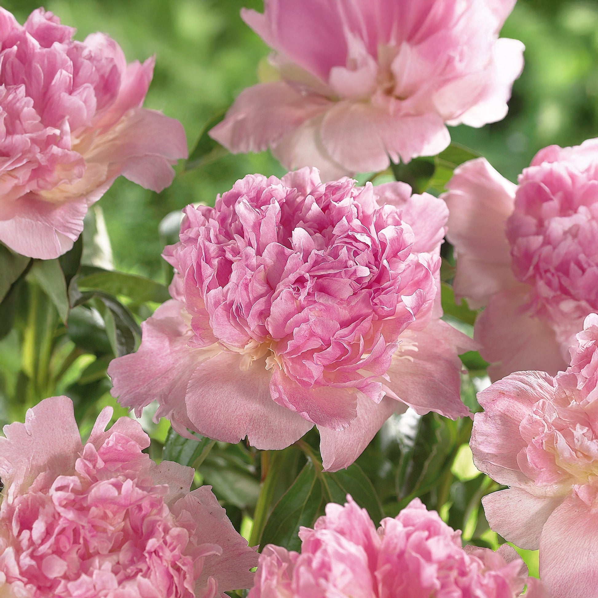 Pfingstrose 'Raspberry Sunday'