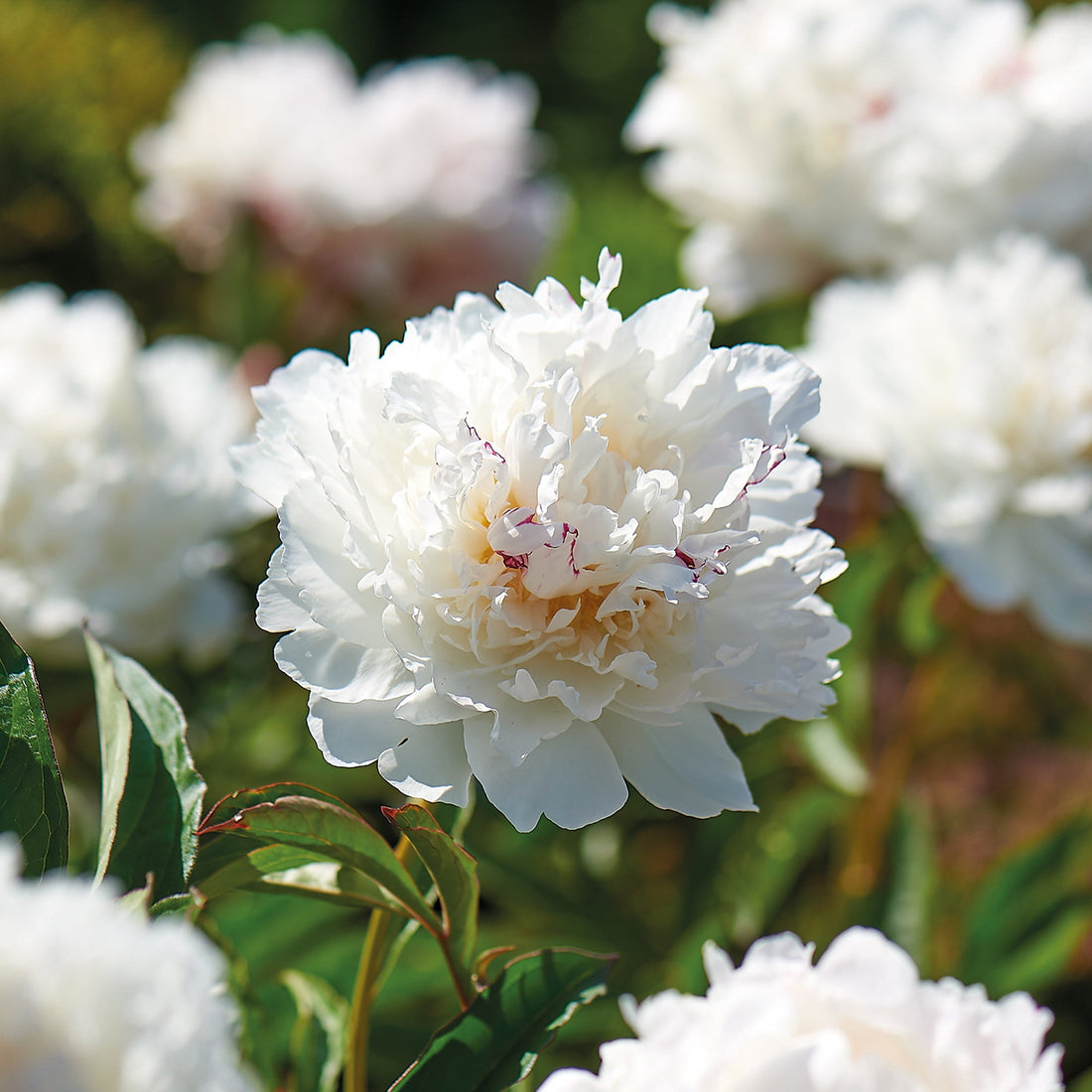 Pfingstrose 'Shirley Temple'