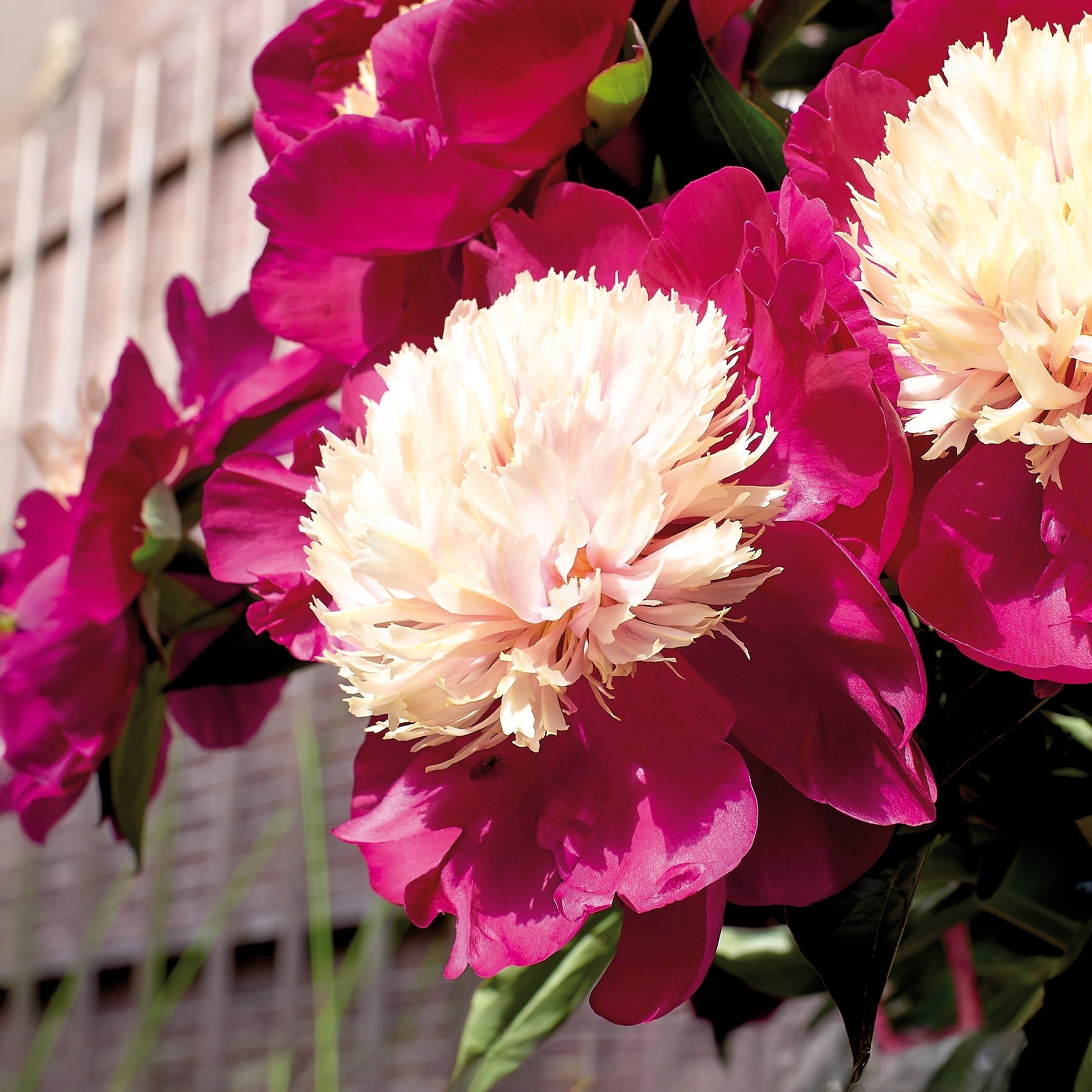 Pfingstrose 'White Cap'