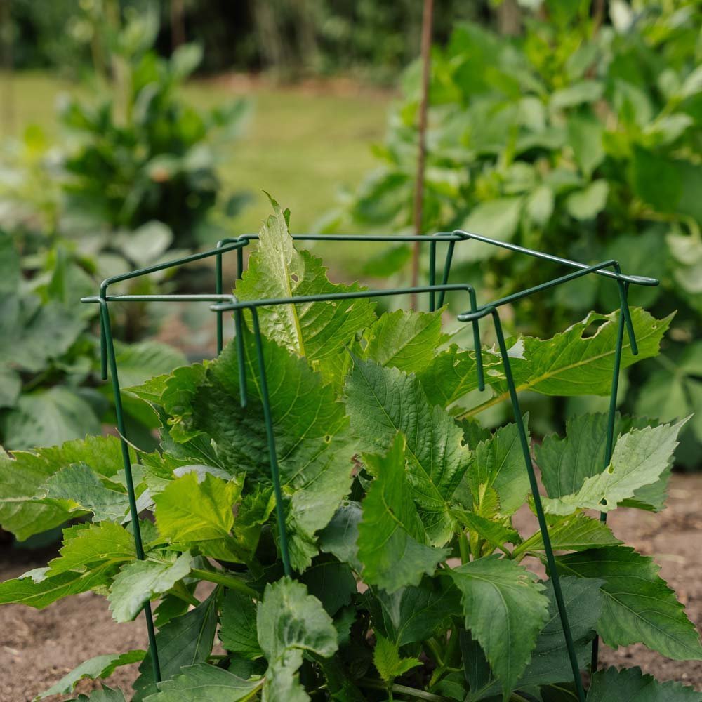 Pflanzenstütze, 4 Stk, H: 45cm x B: 17cm