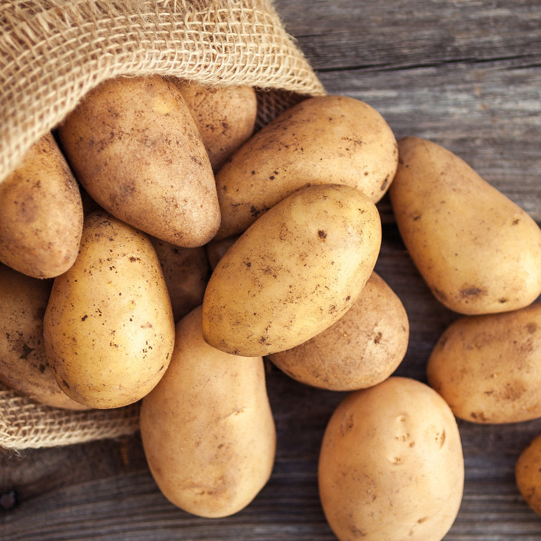 Pflanzkartoffel 'Annabelle'