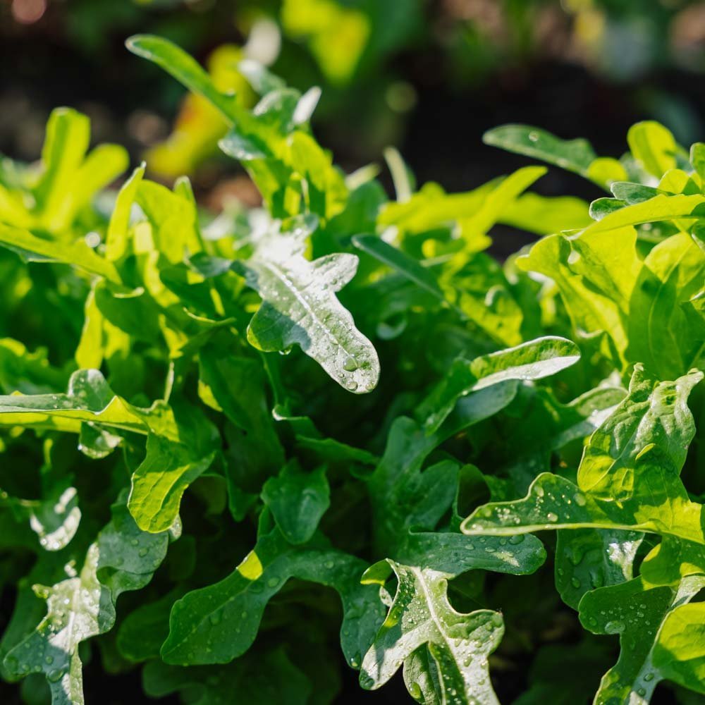 Pflücksalat Samen 'Catalogna' - 200 Biosamen