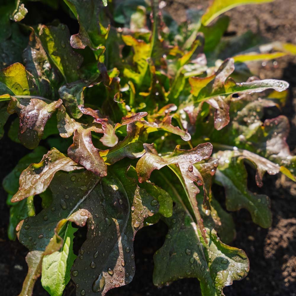 Pflücksalat Samen 'Cocarde' - 200 Biosamen