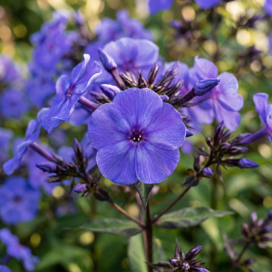 Phlox, Flammenblume 'Blue Paradise'