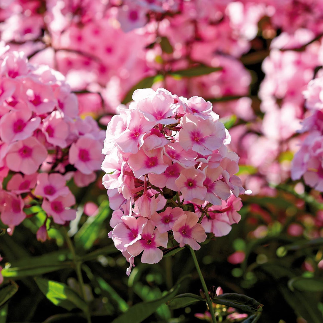 Phlox, Flammenblume 'Bright Eyes'