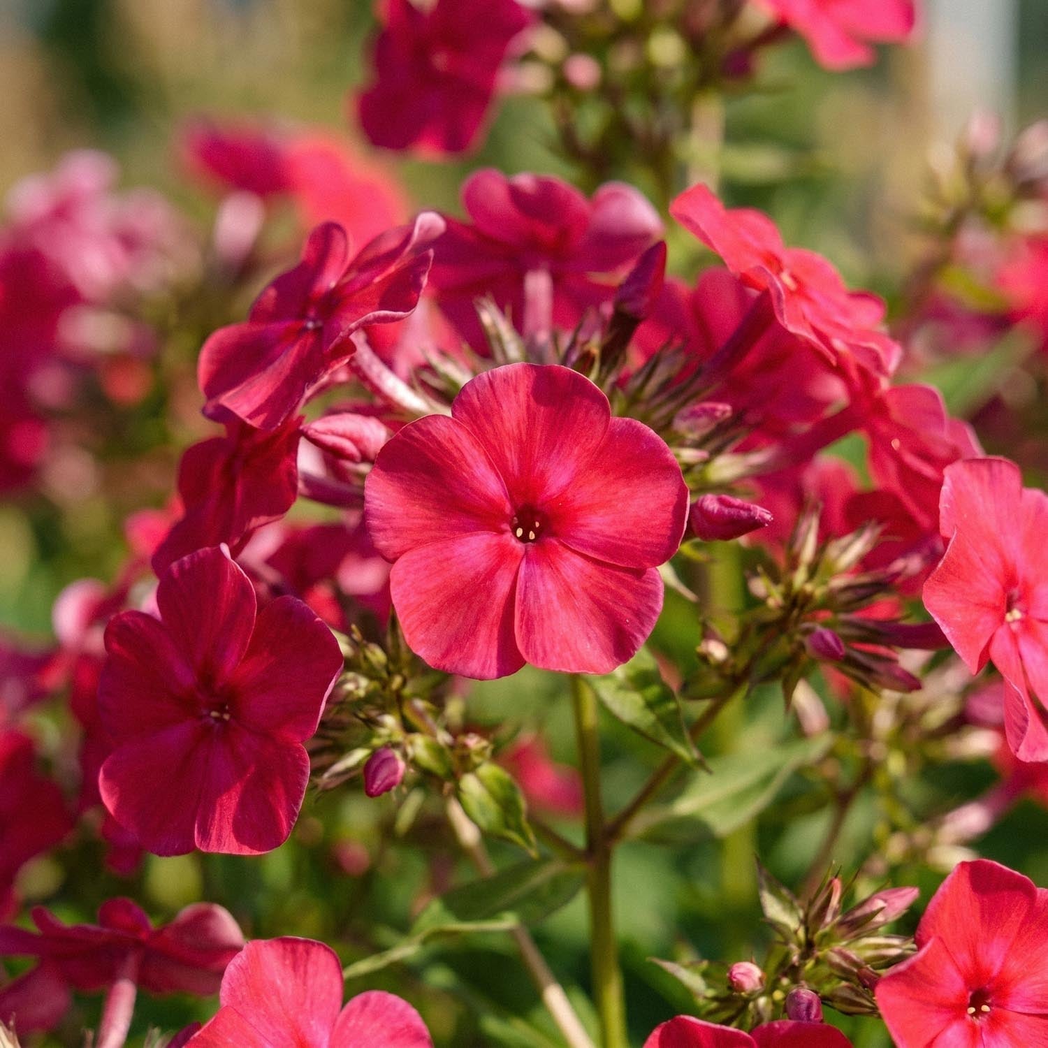 Phlox, Flammenblume 'Starfire'